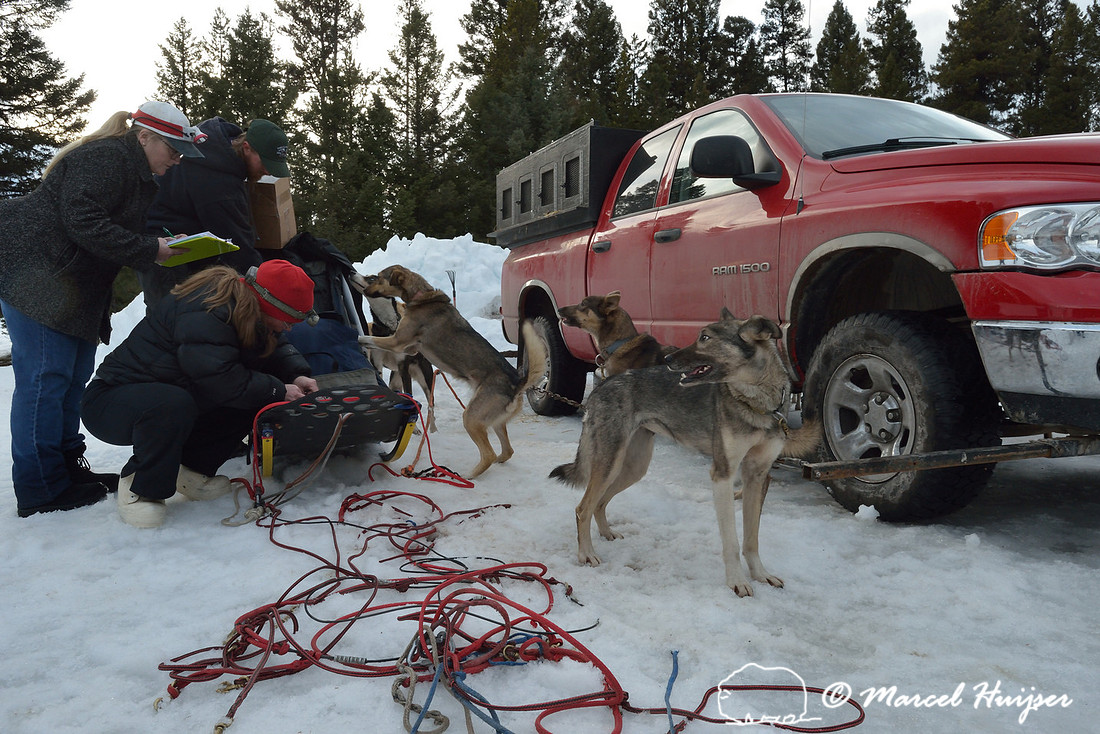 Race to the Sky, sled dog race, February 13-15 2015, Seeley Lake, Montana, USA