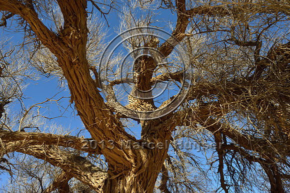 Siberian elm (Ulmus pumila) in the Gobi, Mongolia