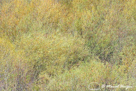 Willows (Salix sp.) in spring, Montana, USA