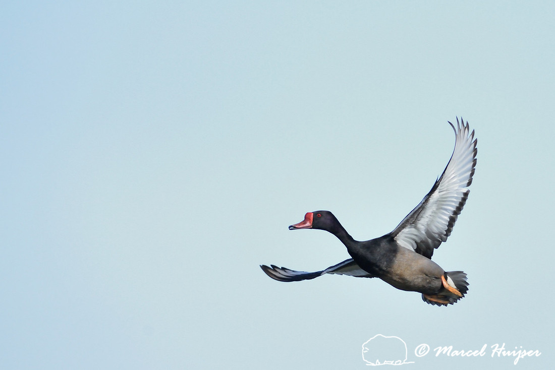 Rosy-billed pochard (Netta peposaca), Tanquã wetland, Rio Piracicaba, São Paulo, Brazil