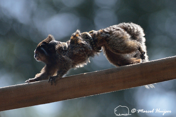 Black-pencilled marmoset andbaby (Callithrix penicillata), ESALQ campus, Piracicaba, São Paulo, Brazil