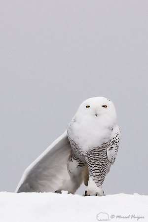 Snowy Owl (Bubo scandiacus), Montana, USA