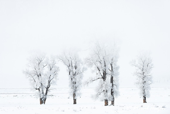 Cottonwood trees in ice fog, Wyoming