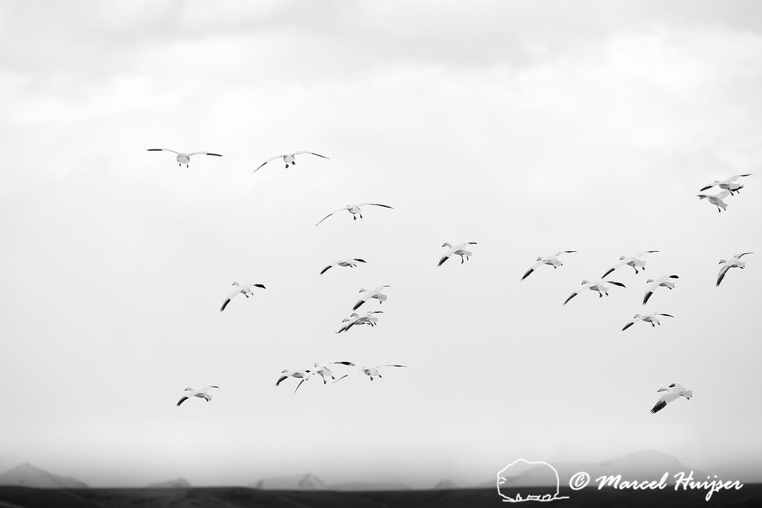 Snow geese (Chen caerulescens) migration, Montana, USA