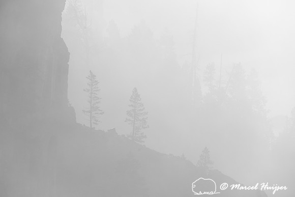 Trees and cliffs in morning fog above Yellowstone River at Tower