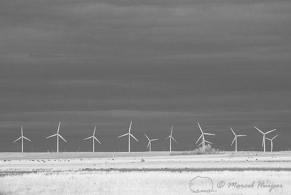 Wind turbines at Freezout Lake, in infrared, Montana, USA