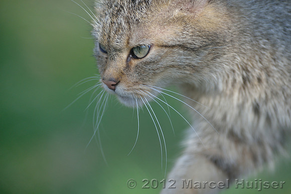 European wildcat (Felis silvestris silvestris), Germany (captive animal)