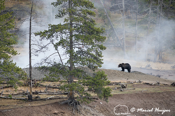 Grizzly bear (Ursus arctos) and geyser,  Wyoming, USA