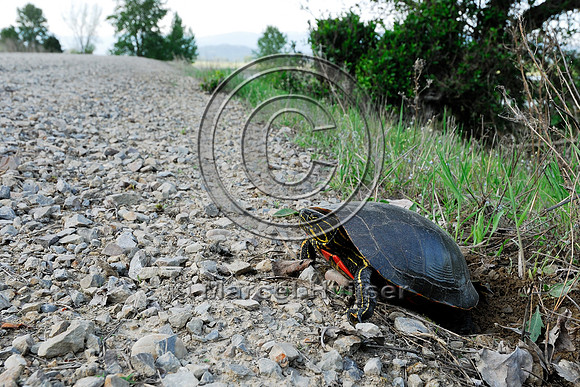 Western painted turtle ( Chrysemys picta bellii) digging a hole and laying eggs along a gravel road, northern Idaho, USA