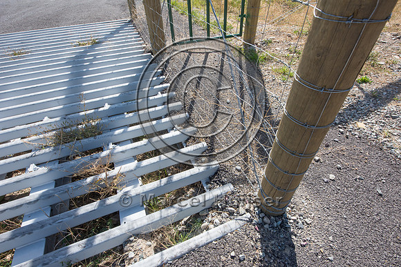 Wildlife guard (cattle guard) for  bighorn sheep (Ovis canadensi