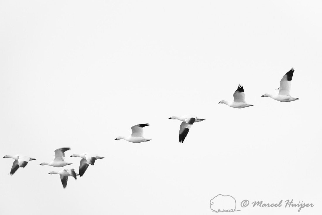 Snow geese (Chen caerulescens) migration, Montana, USA