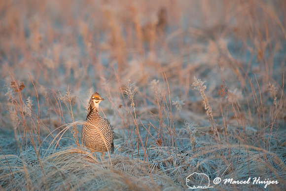 Greater prairie chicken (Tympanuchus cupido), Valentine National
