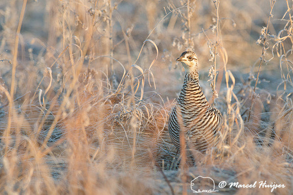 Greater prairie chicken (Tympanuchus cupido), Valentine National