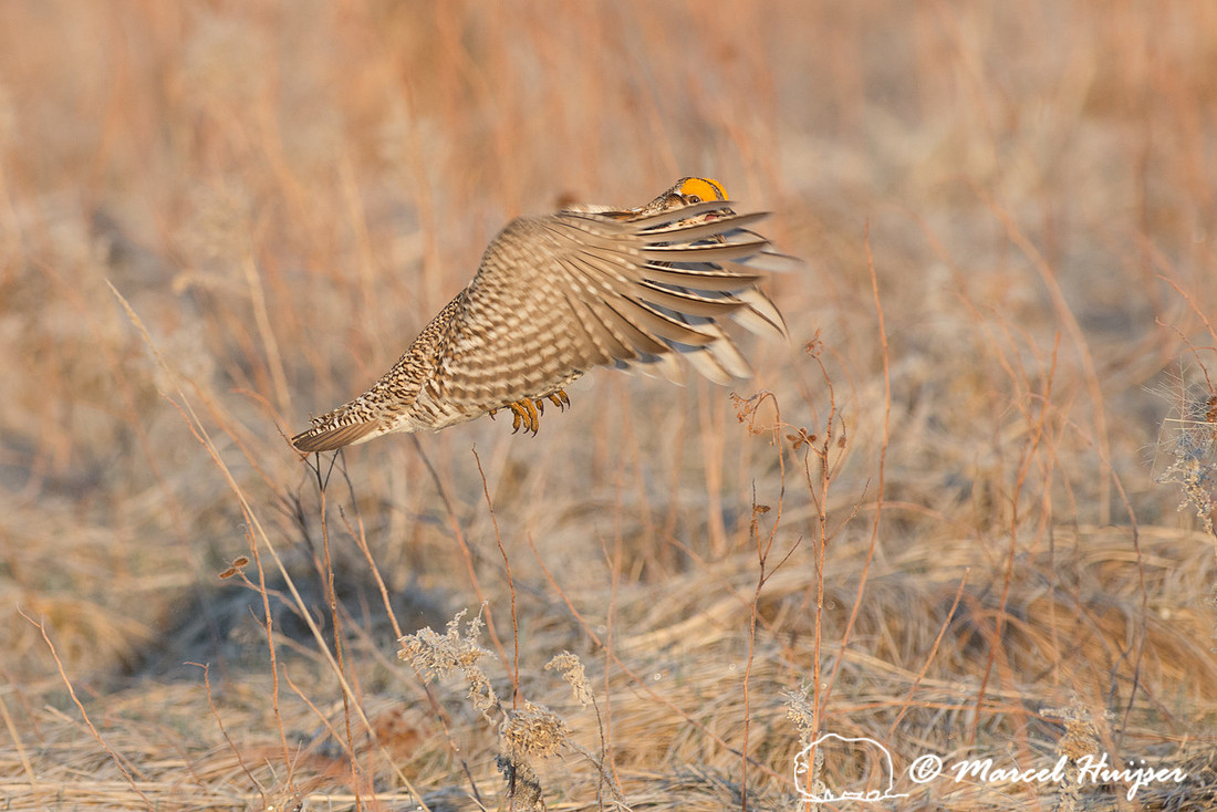 Greater prairie chicken (Tympanuchus cupido), Valentine National