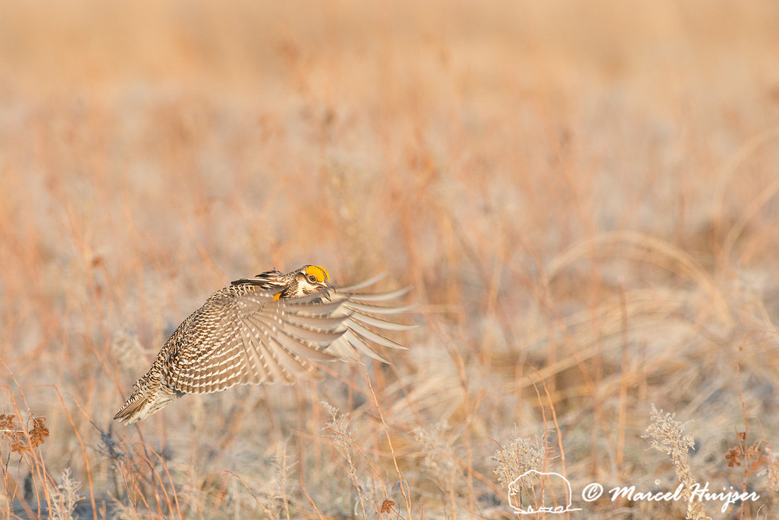 Greater prairie chicken (Tympanuchus cupido), Valentine National