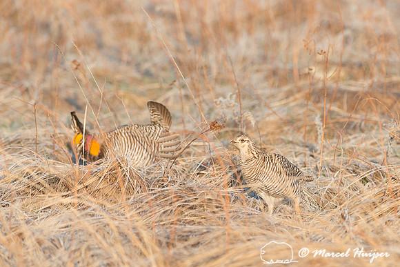 Greater prairie chicken (Tympanuchus cupido), Valentine National