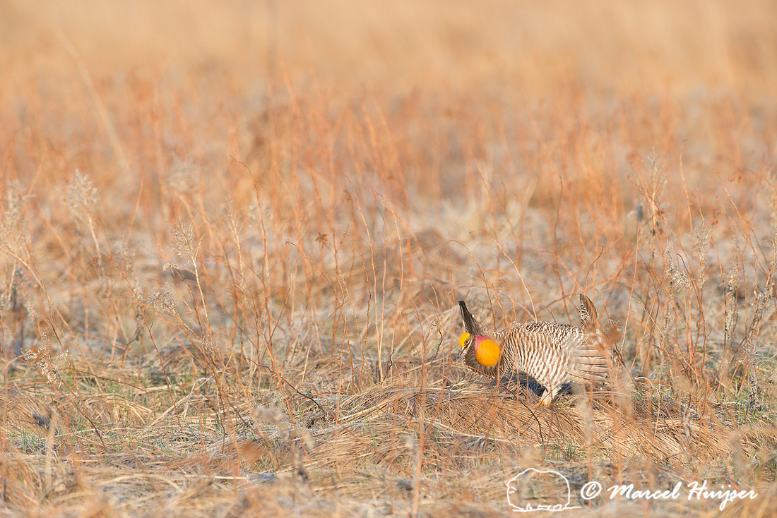 Greater prairie chicken (Tympanuchus cupido), Valentine National