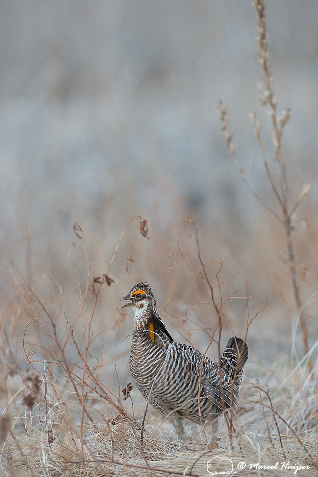 Greater prairie chicken (Tympanuchus cupido), Valentine National