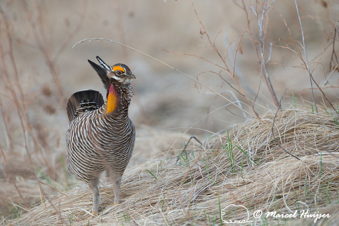 Greater prairie chicken (Tympanuchus cupido), Valentine National
