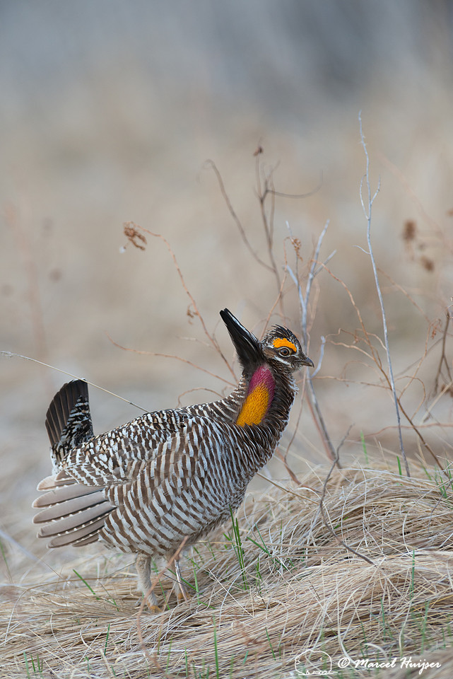 Greater prairie chicken (Tympanuchus cupido), Valentine National