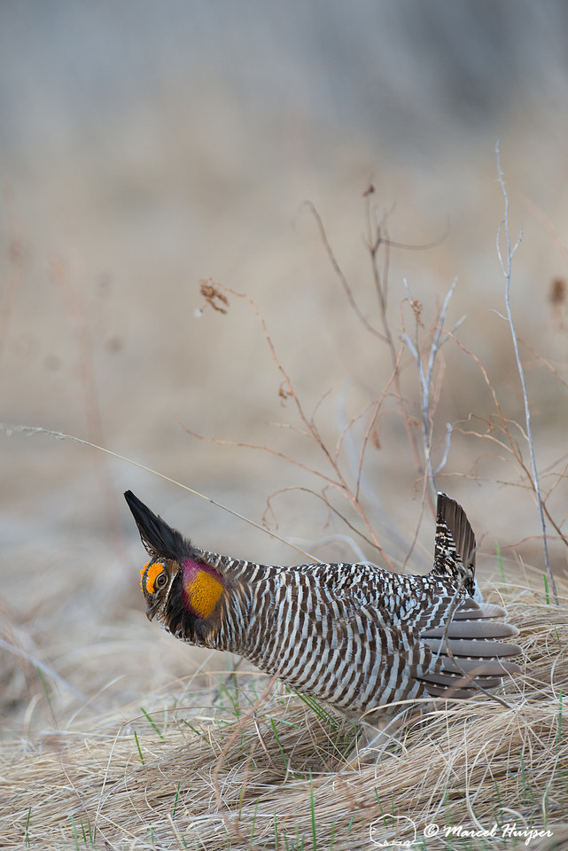 Greater prairie chicken (Tympanuchus cupido), Valentine National