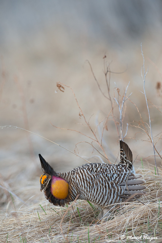 Greater prairie chicken (Tympanuchus cupido), Valentine National