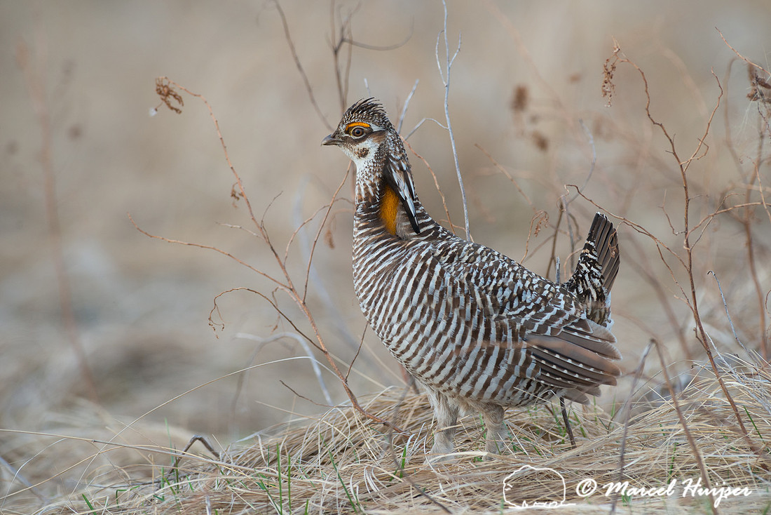 Greater prairie chicken (Tympanuchus cupido), Valentine National
