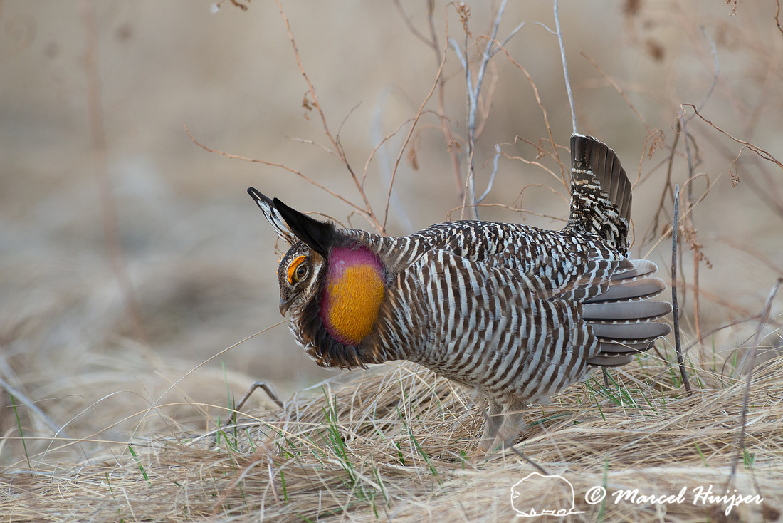 Greater prairie chicken (Tympanuchus cupido), Valentine National
