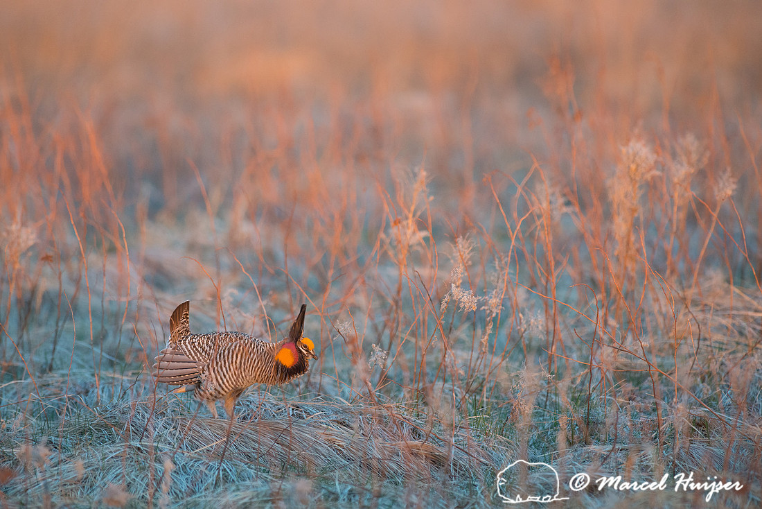 Greater prairie chicken (Tympanuchus cupido), Valentine National