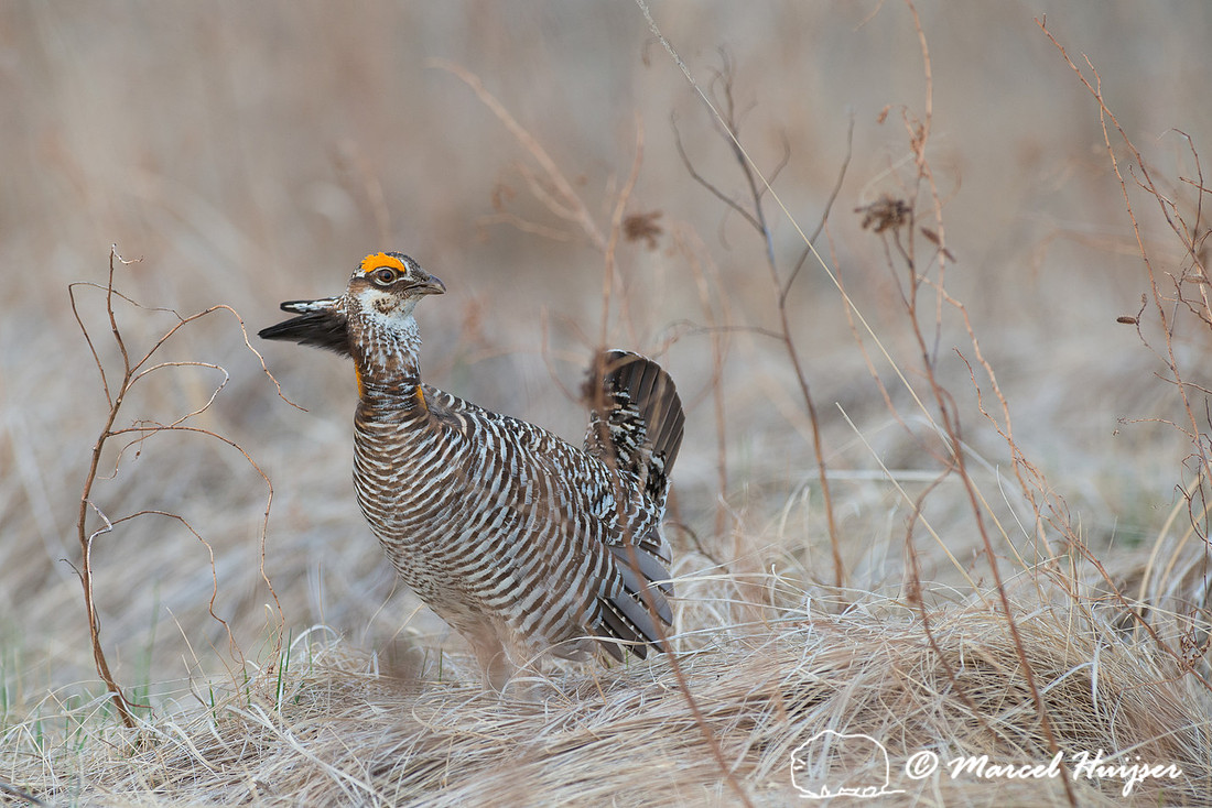 Greater prairie chicken (Tympanuchus cupido), Valentine National