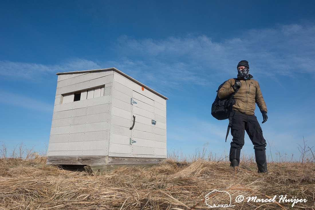 Marcel Huijser leaves the blind at the greater prairie chicken l