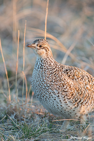 Sharp-tailed grouse (Tympanuchus phasianellus), Valentine Nation