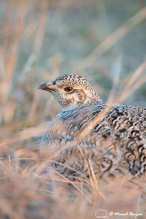 Sharp-tailed grouse (Tympanuchus phasianellus), Valentine Nation