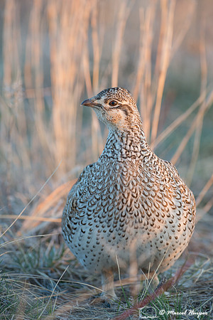 Sharp-tailed grouse (Tympanuchus phasianellus), Valentine Nation
