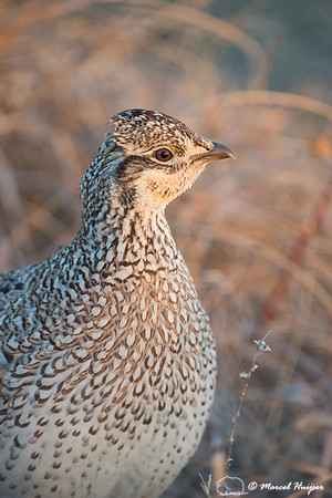 Sharp-tailed grouse (Tympanuchus phasianellus), Valentine Nation
