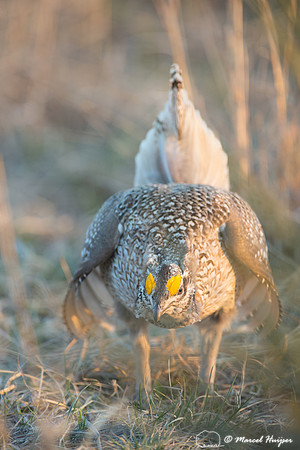 Sharp-tailed grouse (Tympanuchus phasianellus), Valentine Nation