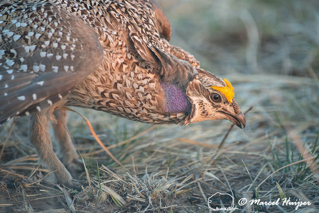 Sharp-tailed grouse (Tympanuchus phasianellus), Valentine Nation