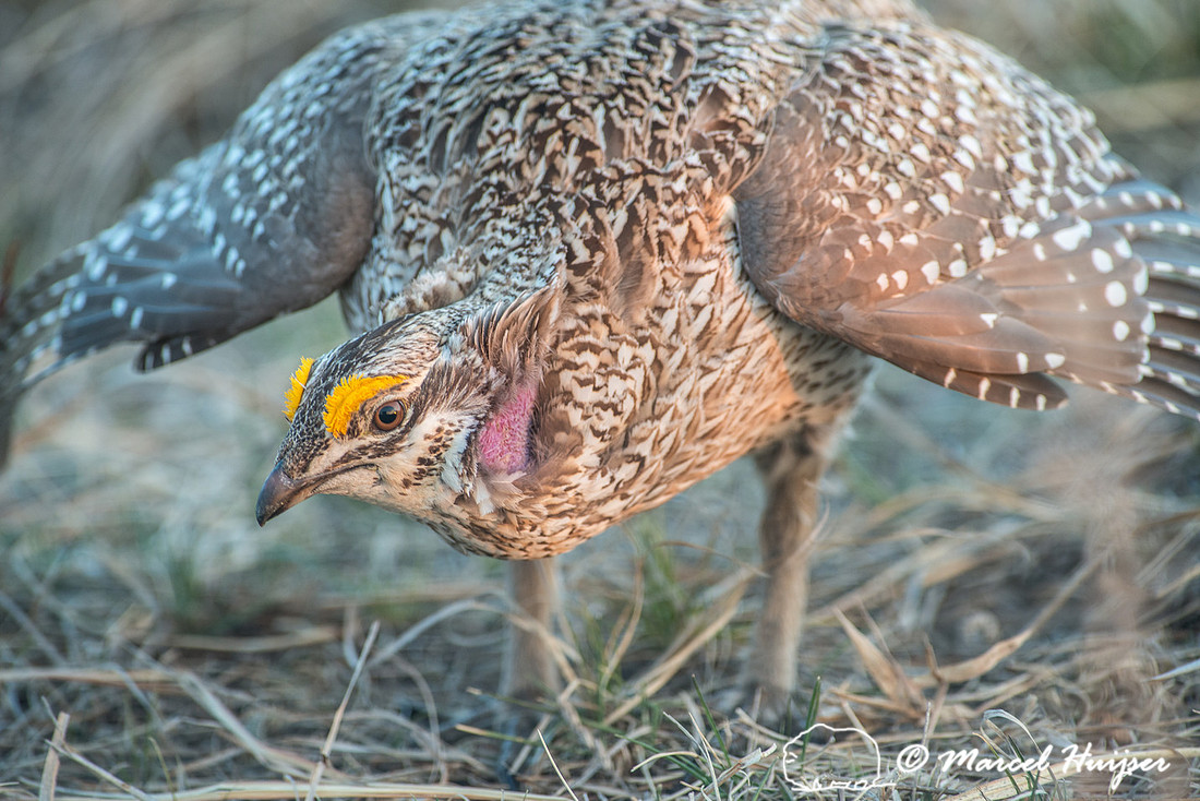 Sharp-tailed grouse (Tympanuchus phasianellus), Valentine Nation