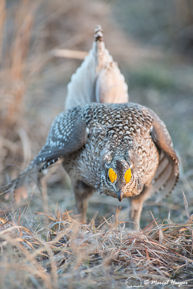 Sharp-tailed grouse (Tympanuchus phasianellus), Valentine Nation