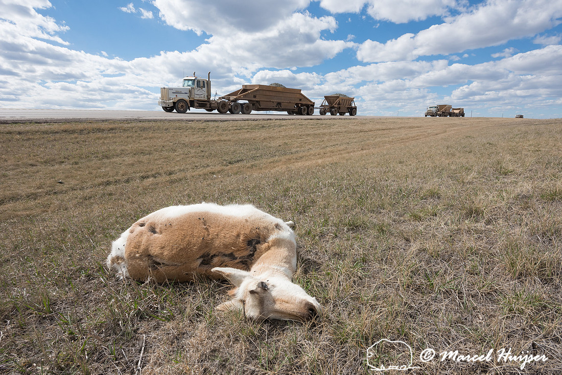 Pronghorn, (Antilocapra americana) roadkill, Wyoming, USA