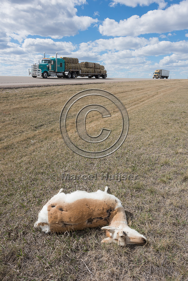 Pronghorn, (Antilocapra americana) roadkill, Wyoming, USA