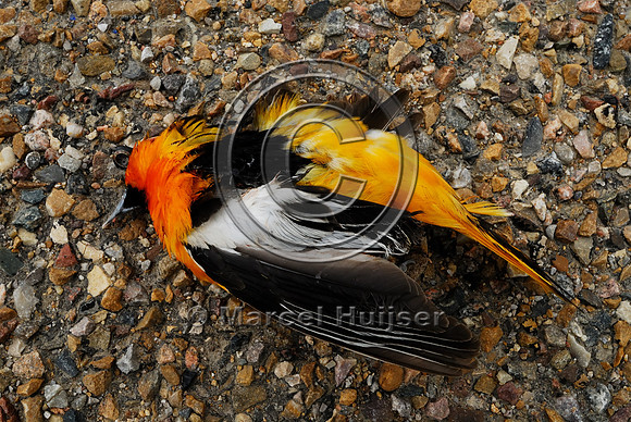 Bullock's oriole, (Icterus bullockii) roadkill, Montana, USA