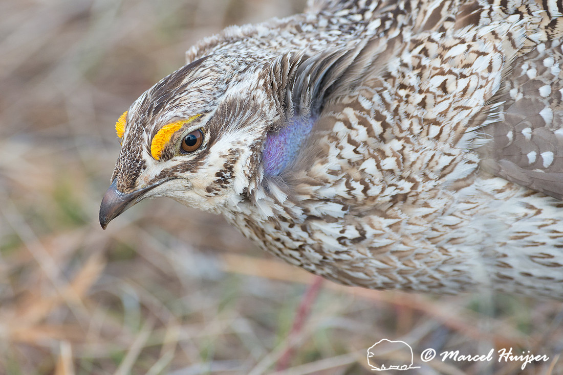Sharp-tailed grouse (Tympanuchus phasianellus), Valentine Nation