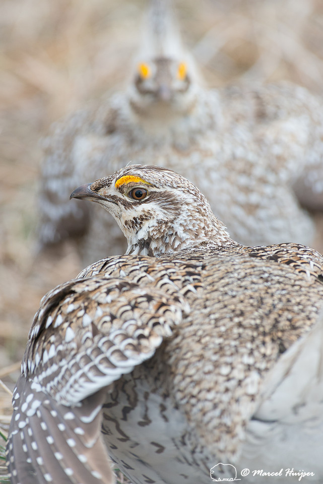Sharp-tailed grouse (Tympanuchus phasianellus), Valentine Nation