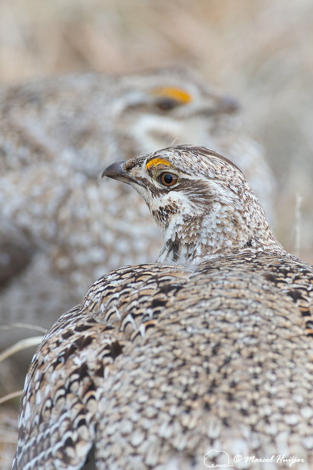 Sharp-tailed grouse (Tympanuchus phasianellus), Valentine Nation