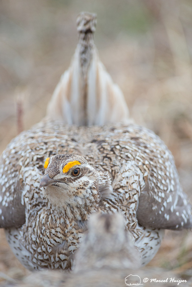 Sharp-tailed grouse (Tympanuchus phasianellus), Valentine Nation