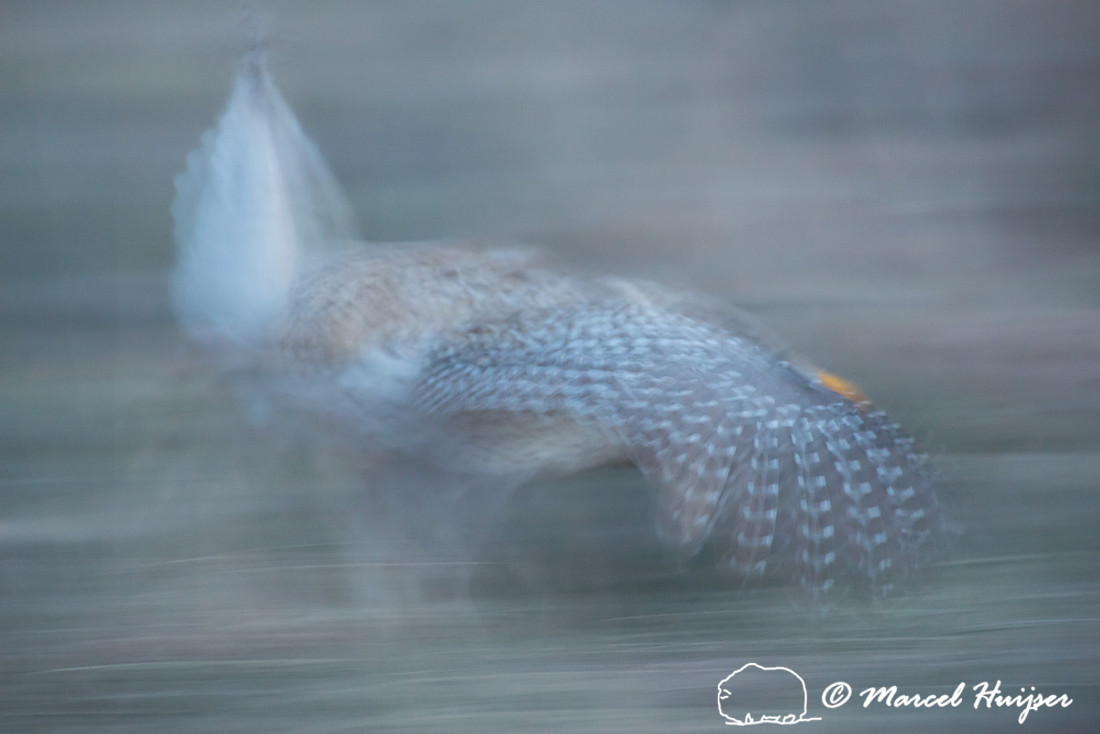 Sharp-tailed grouse (Tympanuchus phasianellus), Valentine Nation