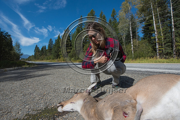 Fernanda Abra photographs a roadkilled white-tailed deer (Odocoi