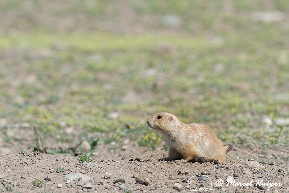 Black-tailed prairie dog (Cynomys ludovicianus), Greycliff Prair