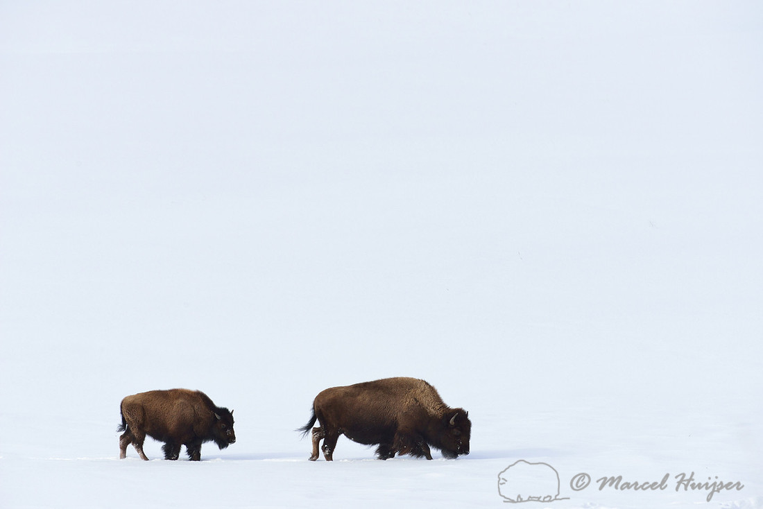 Bison (Bison bison) in the snow, Wyoming, USA